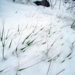 L'herbe est prise au piège de la neige